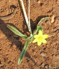 Hypoxis angustifolia