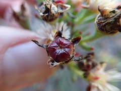 Lampranthus productus
