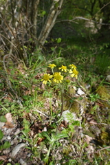 Tephroseris helenitis