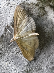 Paratalanta pandalis