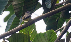 Phyllomyias griseiceps