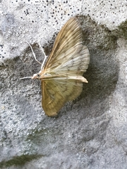 Paratalanta pandalis