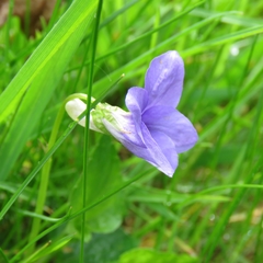 Viola riviniana