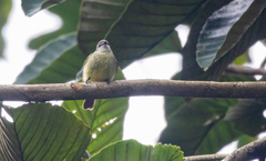 Phyllomyias griseiceps