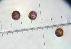 Strobilomyces confusus