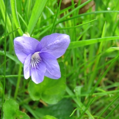 Viola riviniana