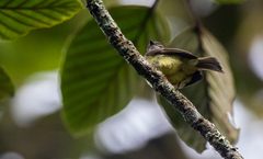 Phyllomyias griseiceps