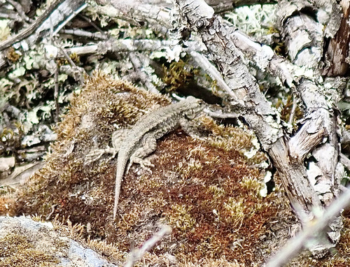 iNaturalist observation photo of Western Fence Lizard