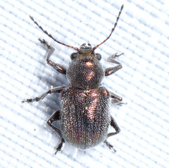 Colaspidea smaragdula