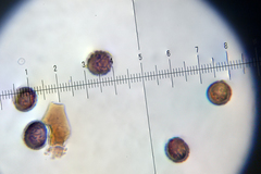 Strobilomyces confusus