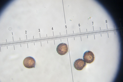 Strobilomyces confusus