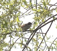 Curruca communis