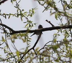 Curruca communis