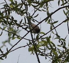 Curruca communis