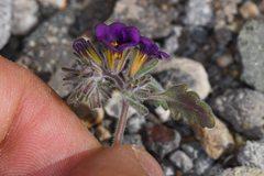 Phacelia gymnoclada