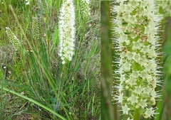 Echiostachys incanus