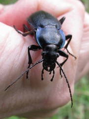 Carabus scheidleri
