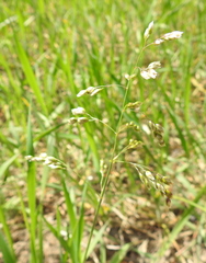 Anthoxanthum nitens