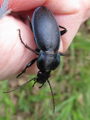 Carabus scheidleri