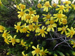 Senecio pinifolius