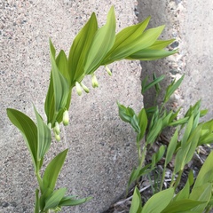 Polygonatum odoratum