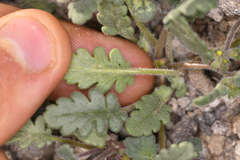 Phacelia gymnoclada