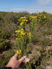 Euryops algoensis