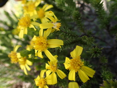 Senecio pinifolius