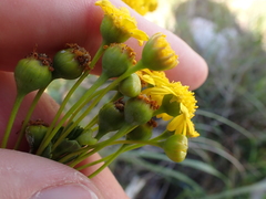 Euryops algoensis