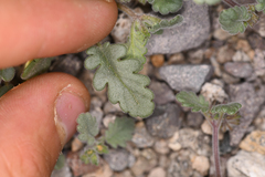 Phacelia gymnoclada
