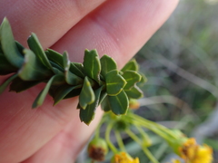 Euryops algoensis