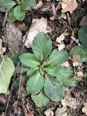 Micranthes virginiensis