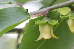 Diospyros virginiana