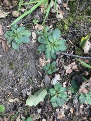 Micranthes virginiensis