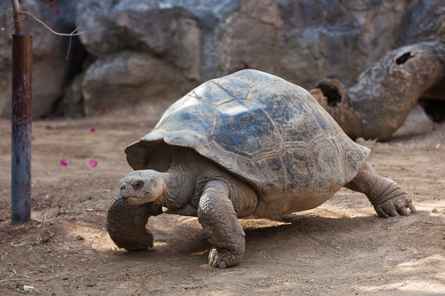 Floreana Giant Tortoise (Subspecies Chelonoidis niger niger) · iNaturalist