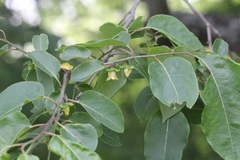 Diospyros virginiana