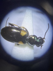 Bembidion mutatum