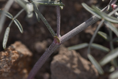 Astragalus casei