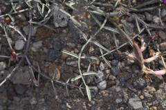 Astragalus casei