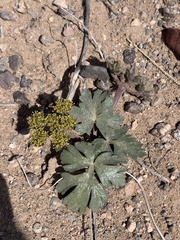 Cymopterus newberryi