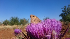 Hipparchia statilinus