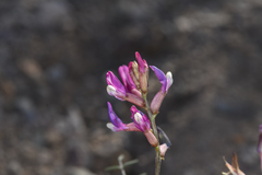 Astragalus casei