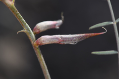 Astragalus casei