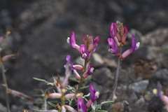Astragalus casei