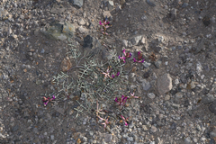 Astragalus casei