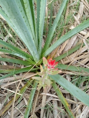 Castilleja arvensis pastorei