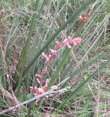 Hesperaloe parviflora