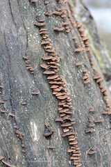 Gloeophyllum abietinum