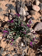 Rhinotropis subspinosa