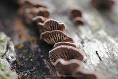 Gloeophyllum abietinum